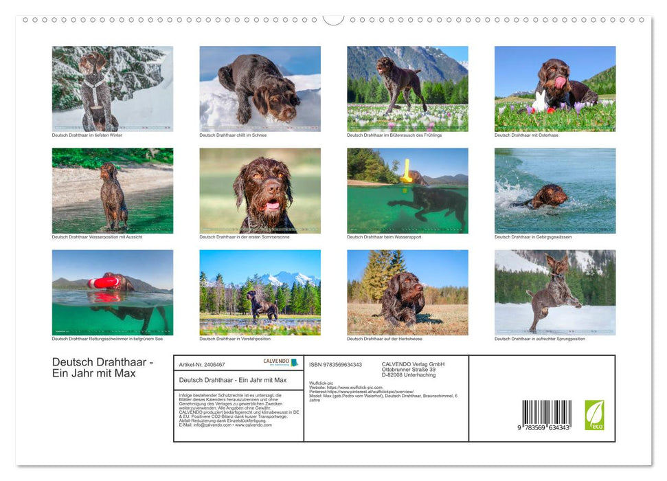 Deutsch Drahthaar - Ein Jahr mit Max (CALVENDO Premium Wandkalender 2027)