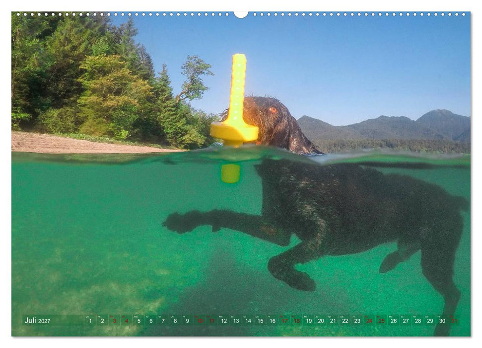 Deutsch Drahthaar - Ein Jahr mit Max (CALVENDO Premium Wandkalender 2027)