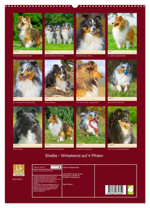 Sheltie - Wirbelwind auf 4 Pfoten (CALVENDO Premium Wandkalender 2027)