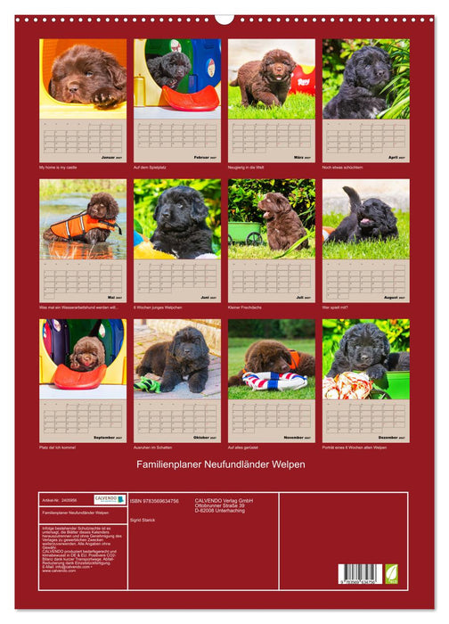 Familienplaner Neufundländer Welpen (CALVENDO Wandkalender 2027)
