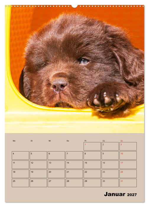 Familienplaner Neufundländer Welpen (CALVENDO Wandkalender 2027)