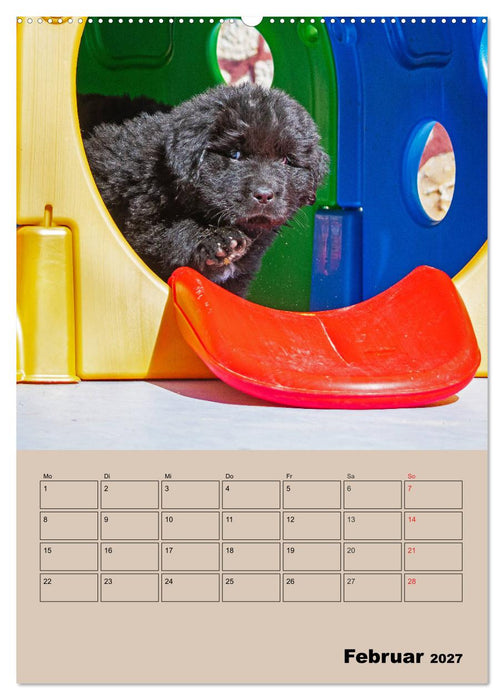 Familienplaner Neufundländer Welpen (CALVENDO Wandkalender 2027)