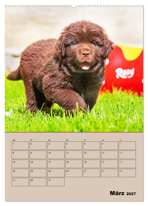 Familienplaner Neufundländer Welpen (CALVENDO Wandkalender 2027)