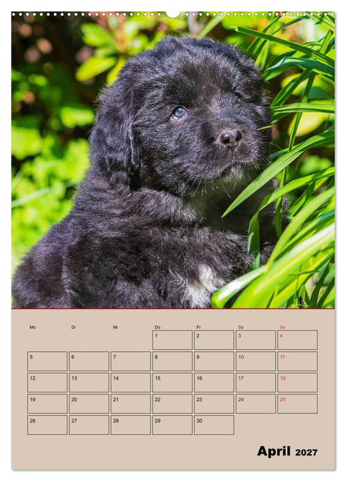 Familienplaner Neufundländer Welpen (CALVENDO Wandkalender 2027)