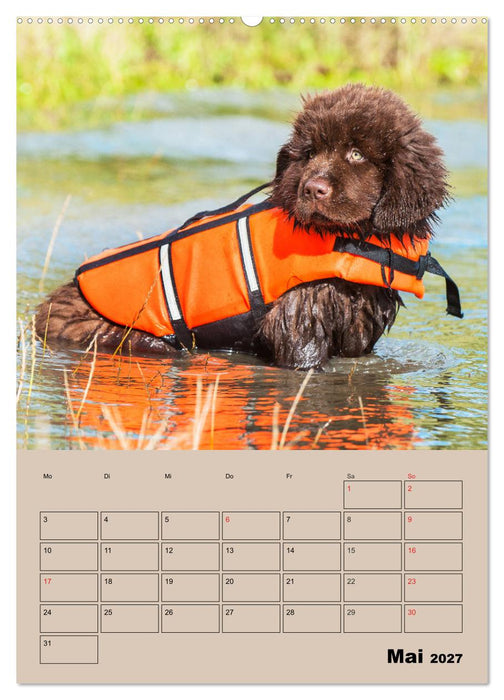 Familienplaner Neufundländer Welpen (CALVENDO Wandkalender 2027)