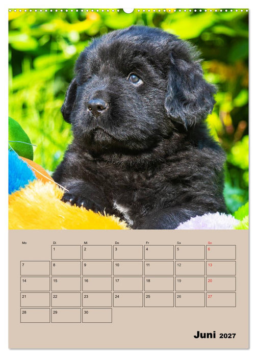 Familienplaner Neufundländer Welpen (CALVENDO Wandkalender 2027)