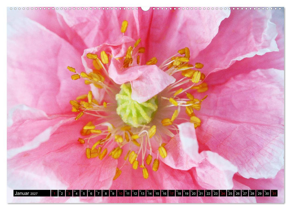 Mohnblüten-Porträts (CALVENDO Wandkalender 2027)