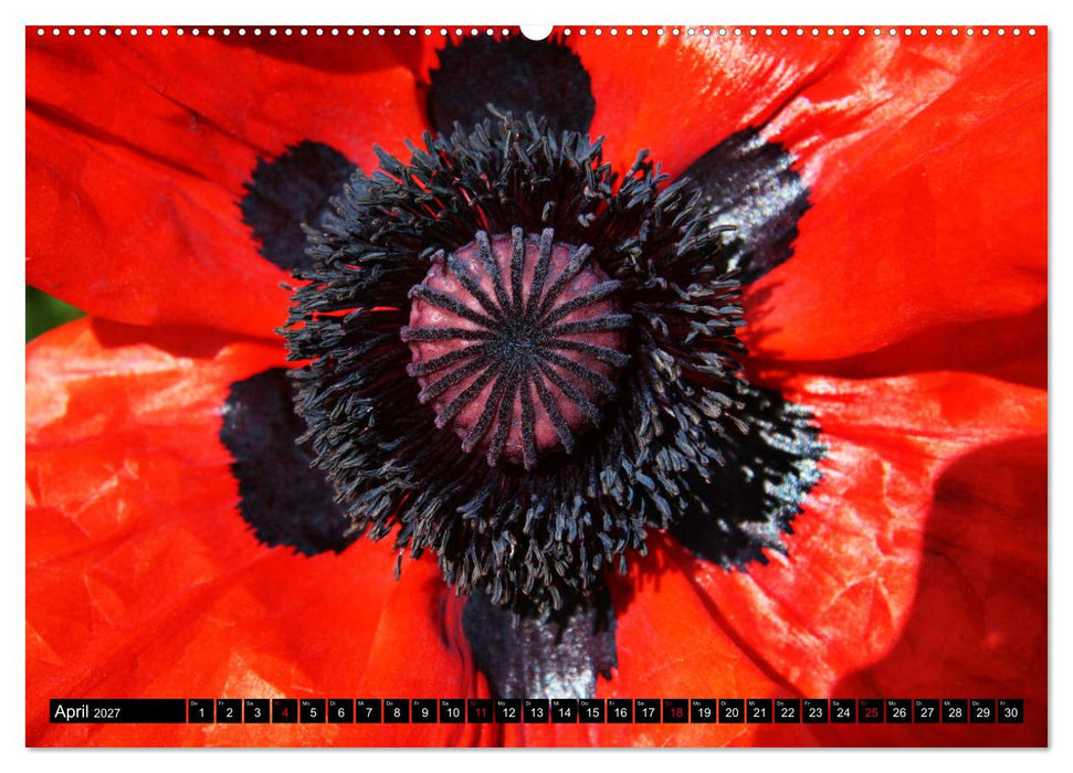 Mohnblüten-Porträts (CALVENDO Wandkalender 2027)