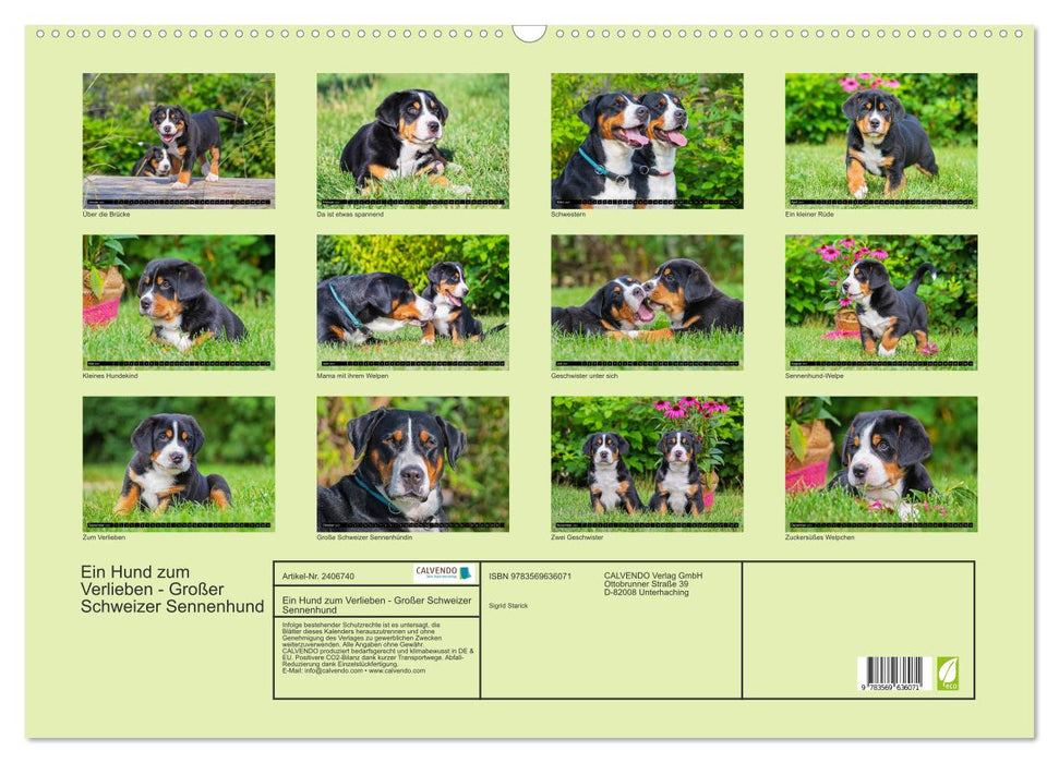 Ein Hund zum Verlieben - Großer Schweizer Sennenhund (CALVENDO Wandkalender 2027)