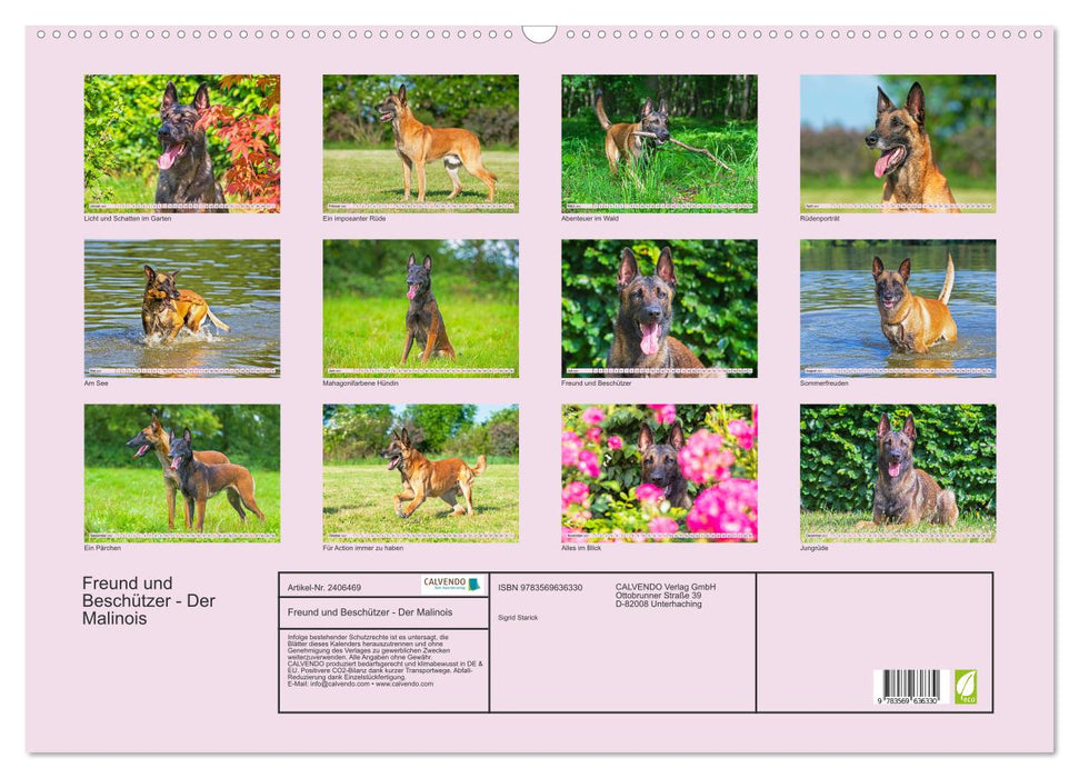 Freund und Beschützer - Der Malinois (CALVENDO Wandkalender 2027)