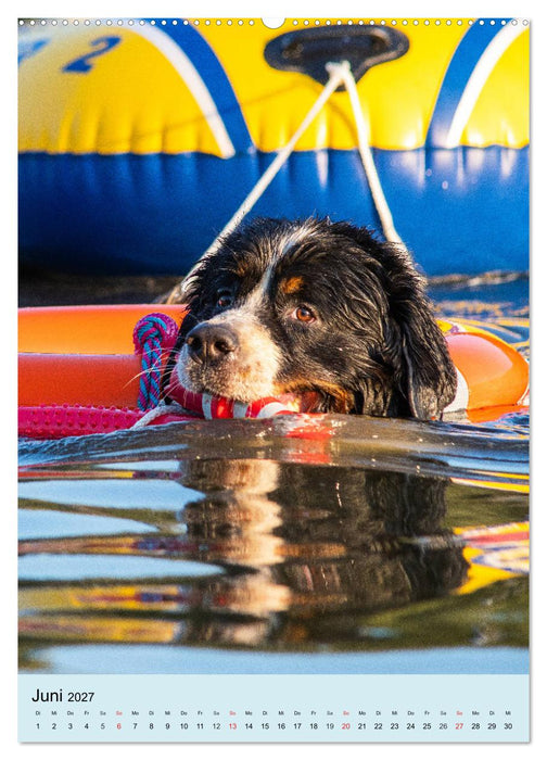 Berner Sennenhund - stark , schön und liebenswert (CALVENDO Wandkalender 2027)
