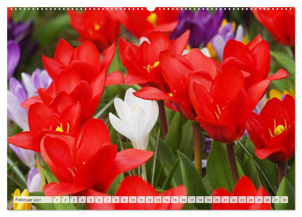 Roter Glanz Blütenpracht (CALVENDO Wandkalender 2027)