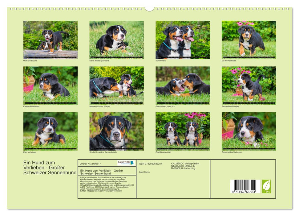 Ein Hund zum Verlieben - Großer Schweizer Sennenhund (CALVENDO Premium Wandkalender 2027)