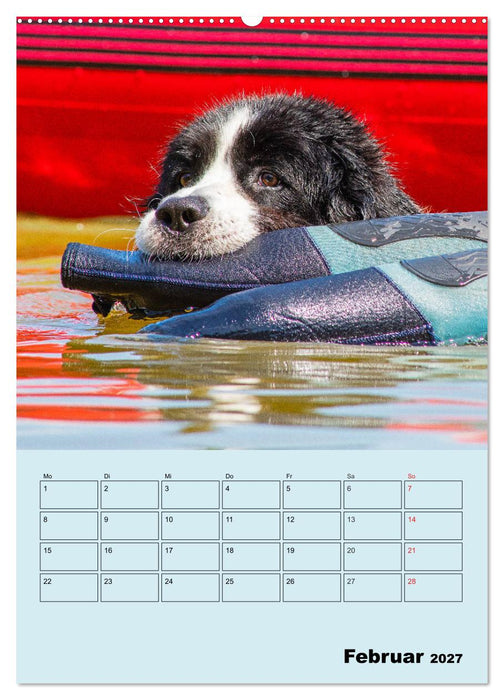 Familienplaner Landseer - Freund und Retter (CALVENDO Wandkalender 2027)