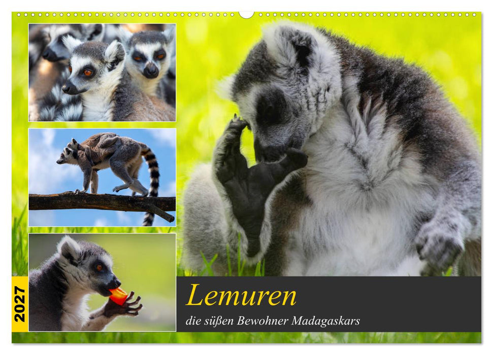 Lemuren die süßen Bewohner Madagaskars (CALVENDO Wandkalender 2027)