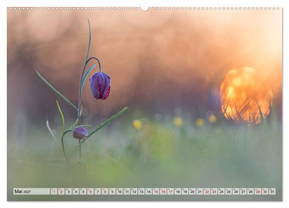 Märchenwelt der Wildblumen (CALVENDO Premium Wandkalender 2027)
