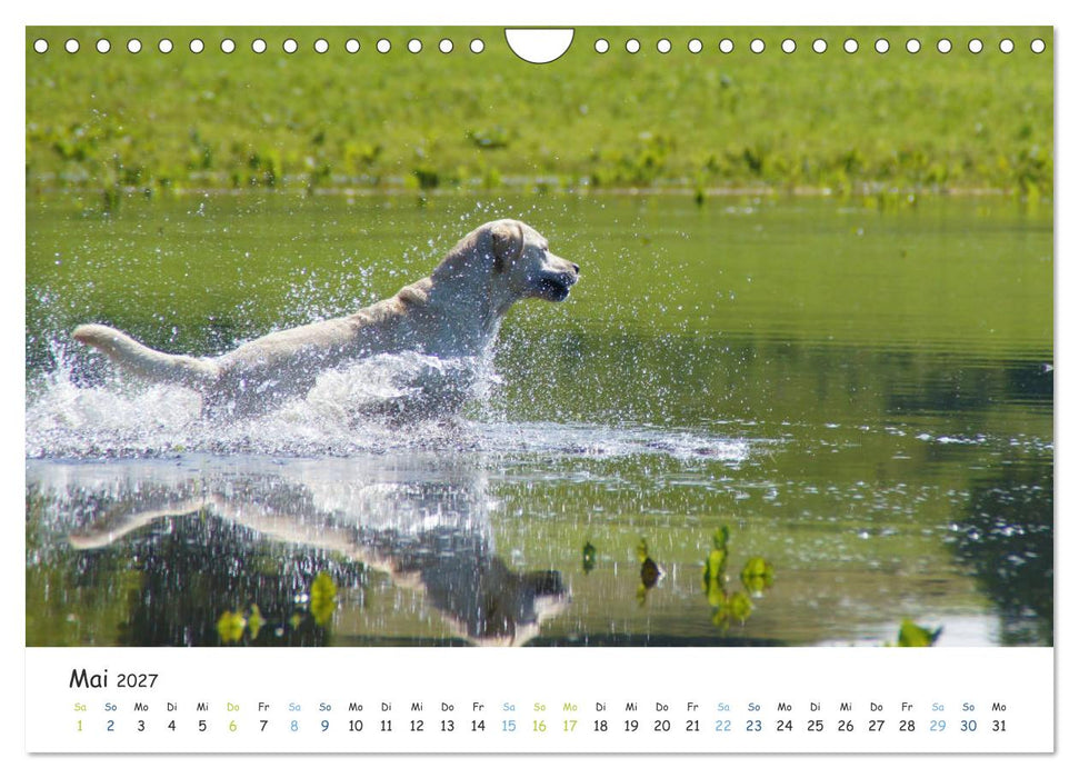 Lebensfrohe Labradore (CALVENDO Wandkalender 2027)