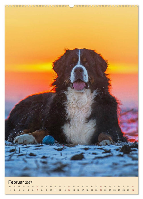 Schweizer Sennenhunde stellen sich vor (CALVENDO Wandkalender 2027)