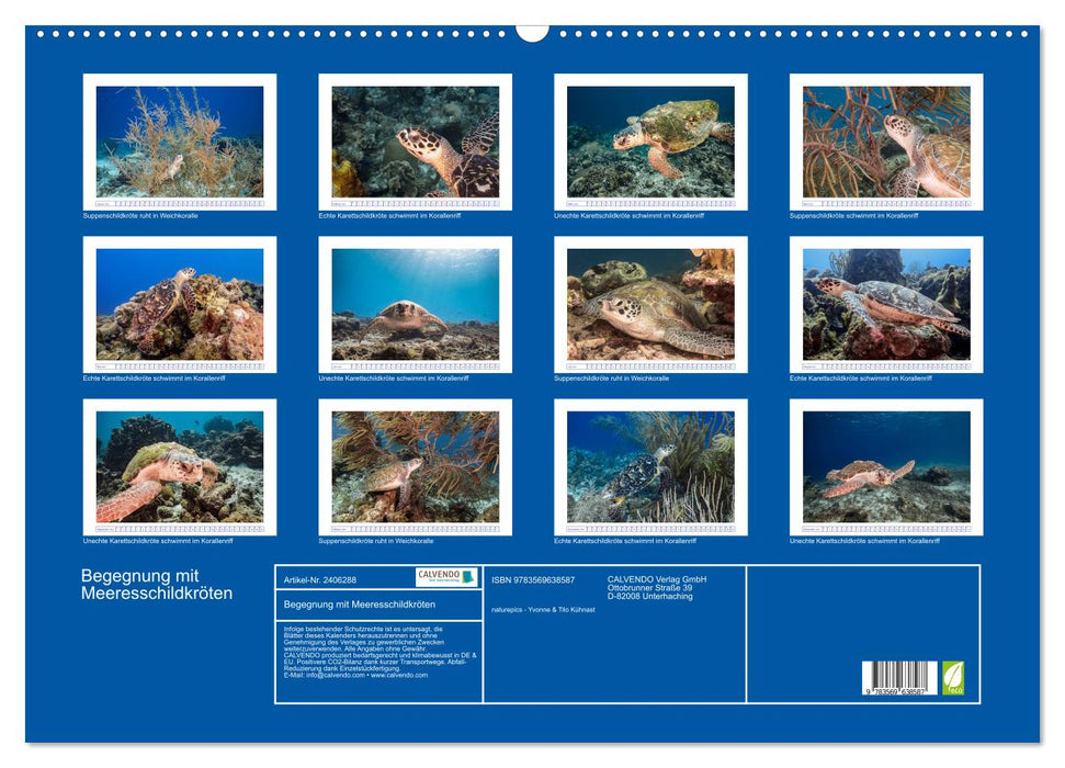 Begegnung mit Meeresschildkröten (CALVENDO Wandkalender 2027)