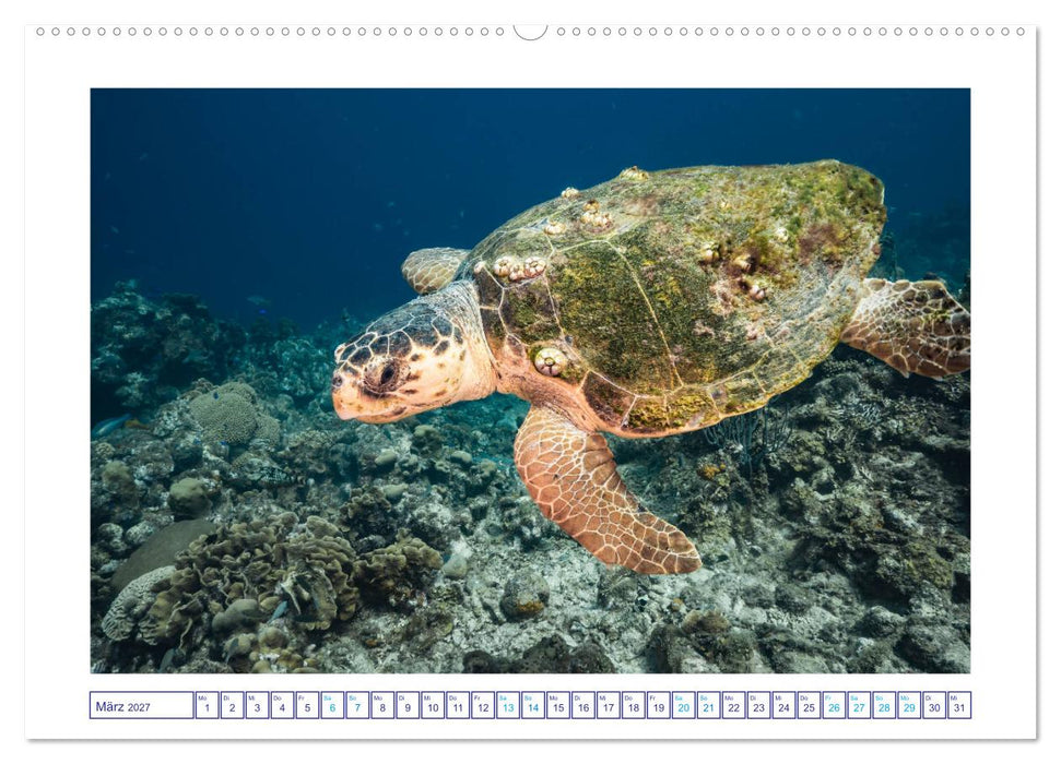 Begegnung mit Meeresschildkröten (CALVENDO Wandkalender 2027)