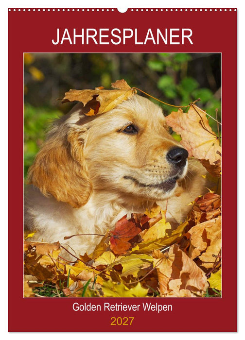Jahresplaner Golden Retriever Welpen (CALVENDO Wandkalender 2027)