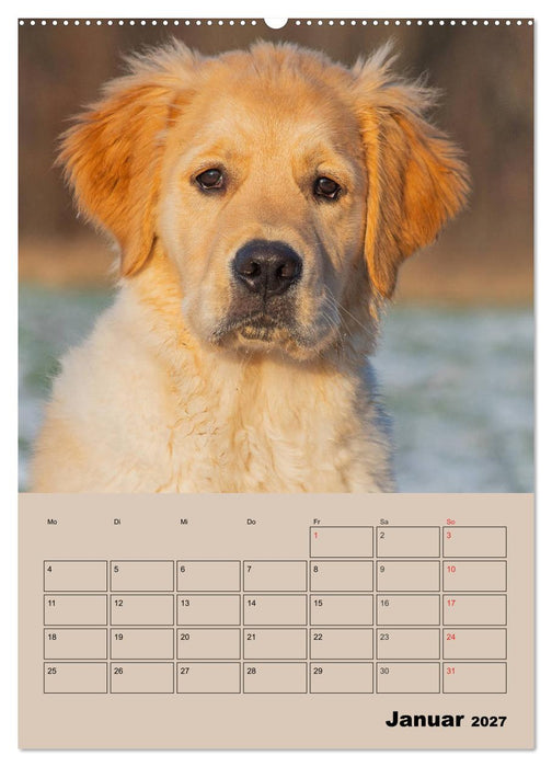 Jahresplaner Golden Retriever Welpen (CALVENDO Wandkalender 2027)