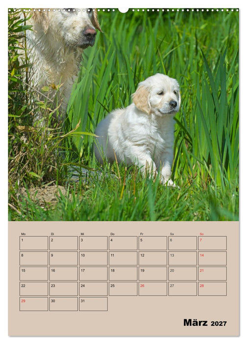Jahresplaner Golden Retriever Welpen (CALVENDO Wandkalender 2027)