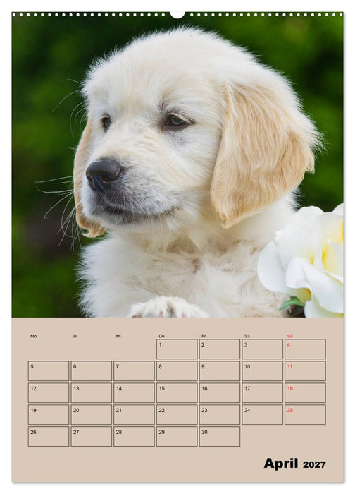 Jahresplaner Golden Retriever Welpen (CALVENDO Wandkalender 2027)