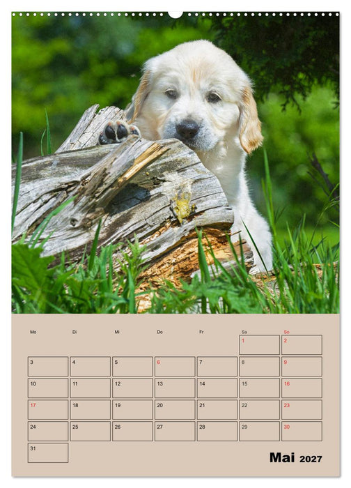 Jahresplaner Golden Retriever Welpen (CALVENDO Wandkalender 2027)
