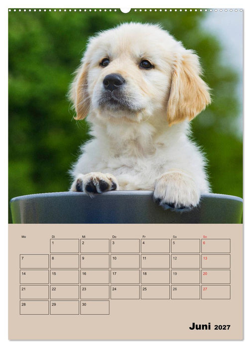 Jahresplaner Golden Retriever Welpen (CALVENDO Wandkalender 2027)
