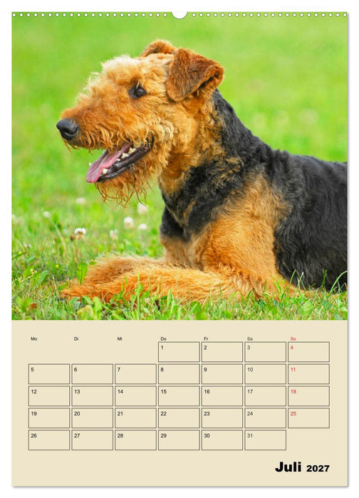 Airedale Terrier - Temperament auf 4 Pfoten (CALVENDO Premium Wandkalender 2027)