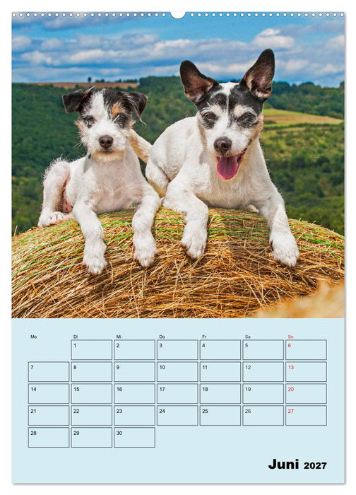 Familienplaner Jack und Parson Russell Terrier (CALVENDO Wandkalender 2027)