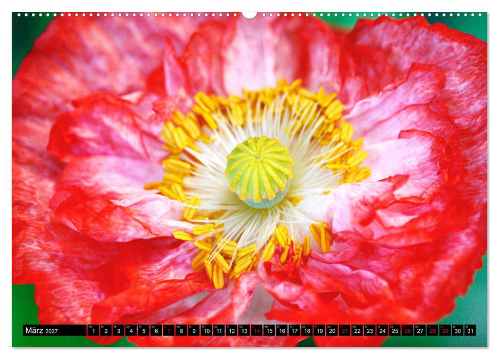 Mohnblüten-Porträts (CALVENDO Premium Wandkalender 2027)