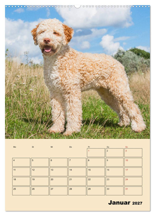Jahresplaner Lagotto Romagnolo (CALVENDO Wandkalender 2027)