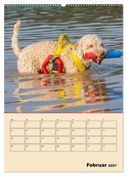Jahresplaner Lagotto Romagnolo (CALVENDO Wandkalender 2027)