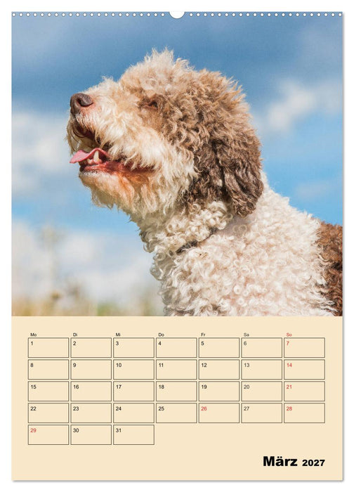 Jahresplaner Lagotto Romagnolo (CALVENDO Wandkalender 2027)