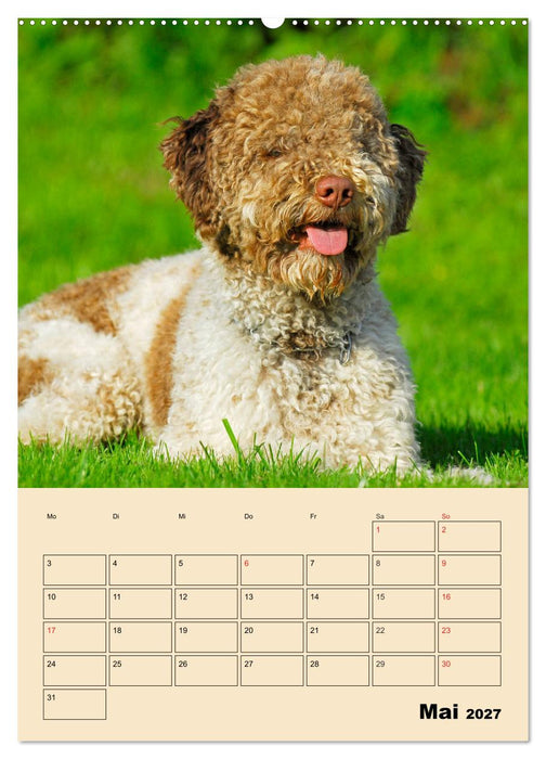Jahresplaner Lagotto Romagnolo (CALVENDO Wandkalender 2027)