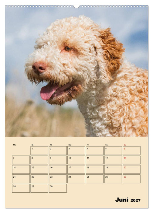 Jahresplaner Lagotto Romagnolo (CALVENDO Wandkalender 2027)