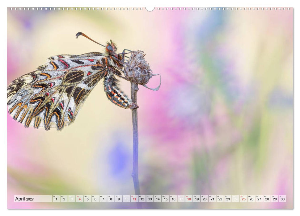 Magie der Schmetterlinge (CALVENDO Wandkalender 2027)