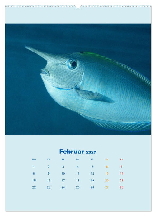 Portraitaufnahmen - Fische (CALVENDO Premium Wandkalender 2027)