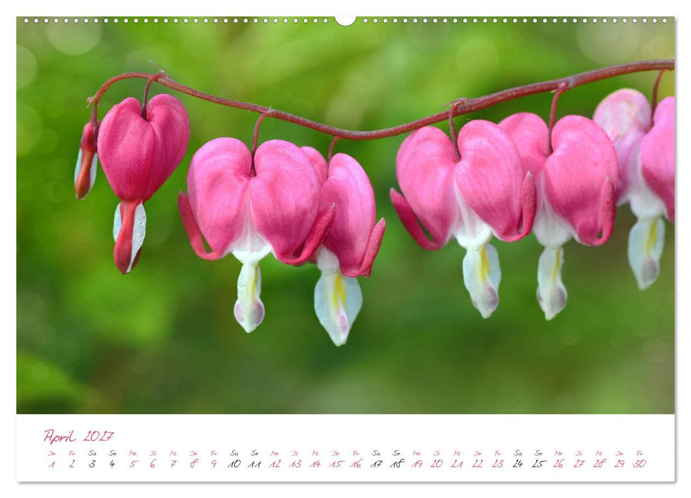 Blütenträume in violett und pink (CALVENDO Wandkalender 2027)