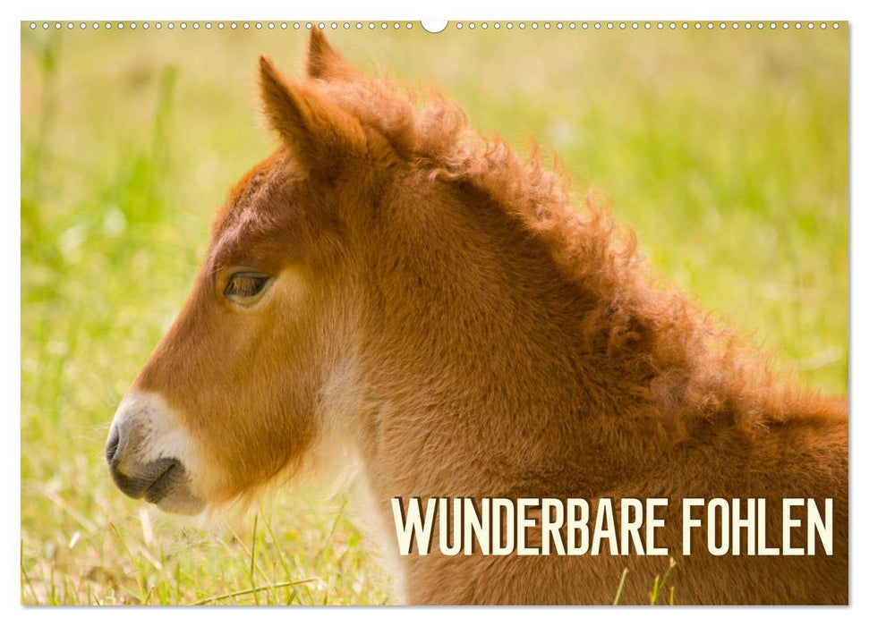 Wunderbare Fohlen (CALVENDO Wandkalender 2027)