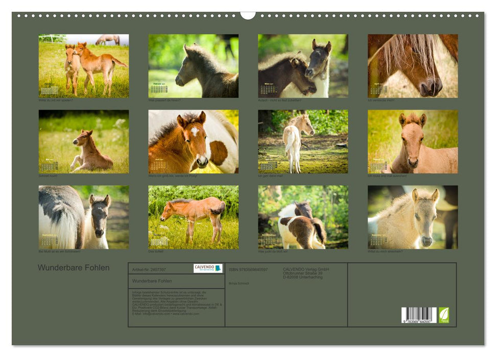Wunderbare Fohlen (CALVENDO Wandkalender 2027)