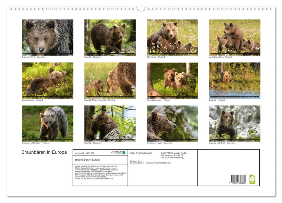 Braunbären in Europa (CALVENDO Wandkalender 2027)