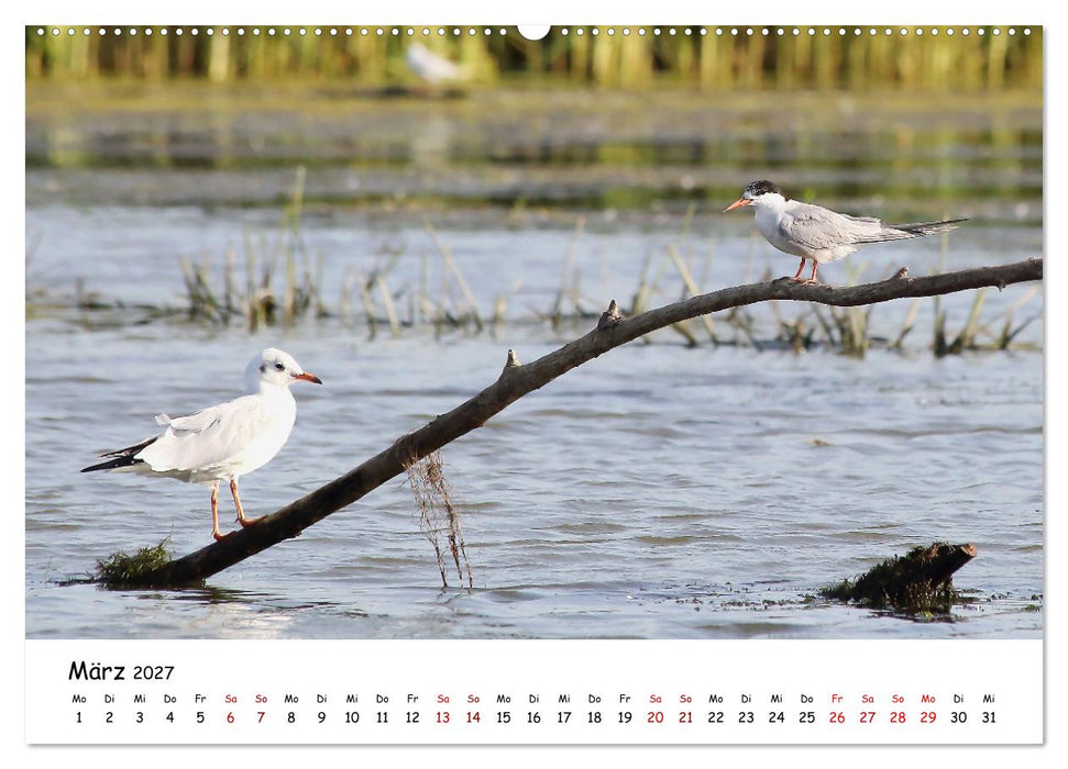 Eine Reise ins magische Donaudelta (CALVENDO Wandkalender 2027)