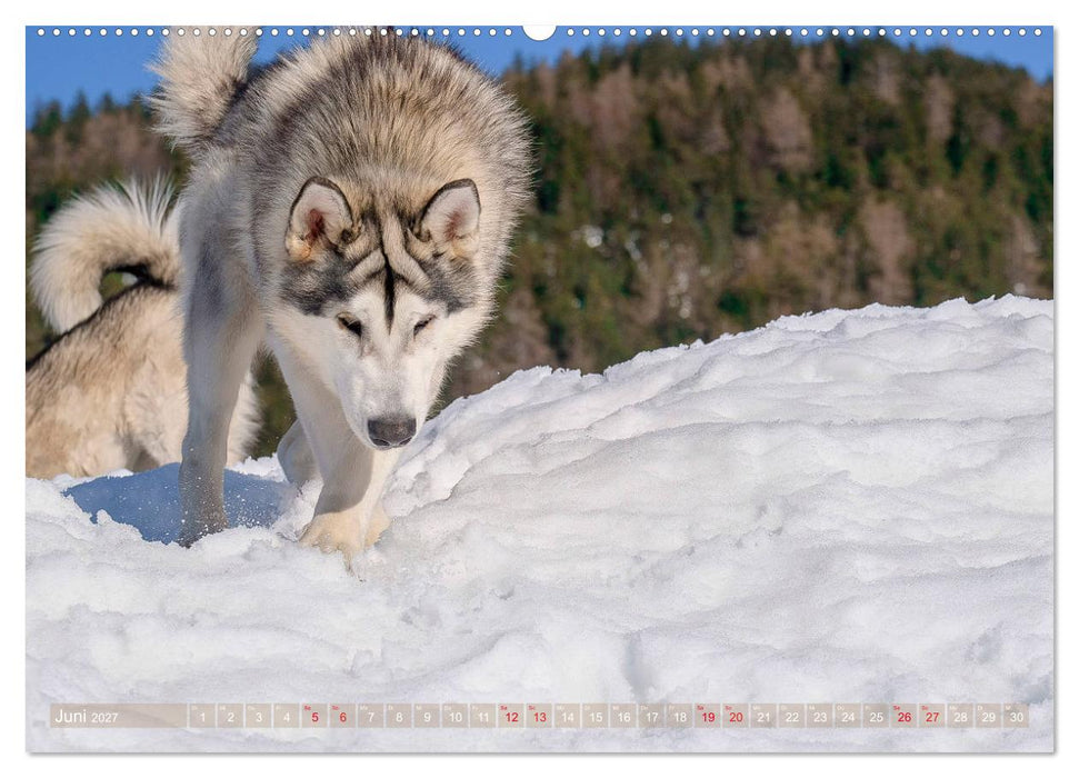 Alaskan Malamute in seinem Element (CALVENDO Wandkalender 2027)