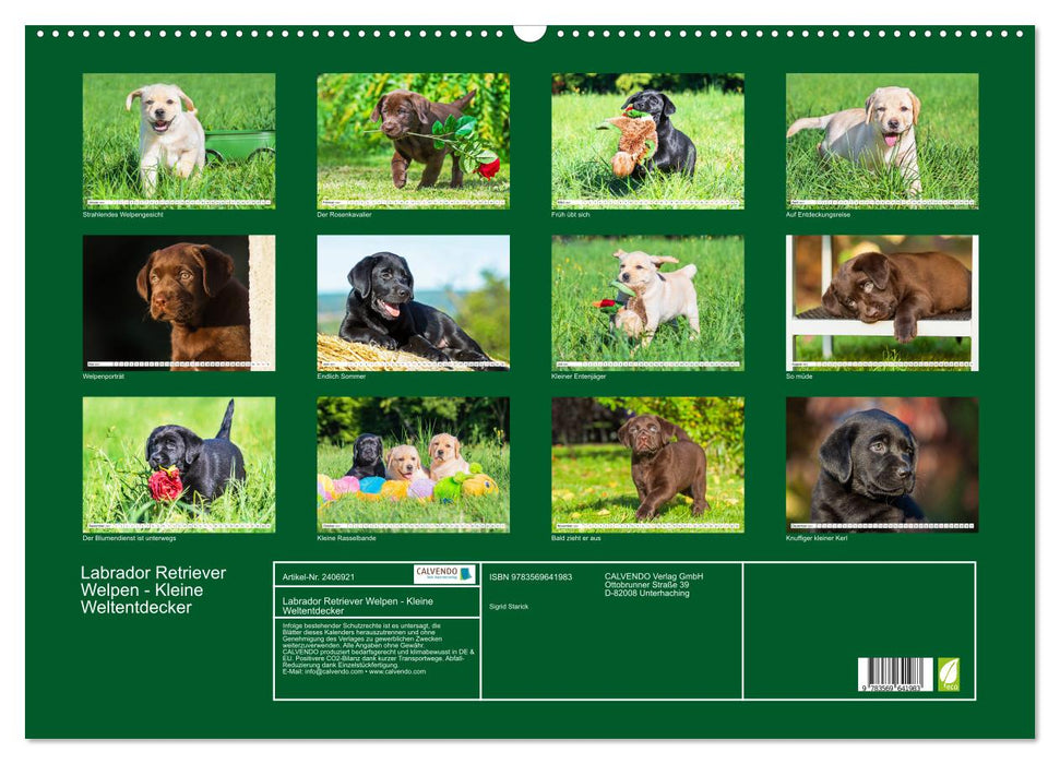 Labrador Retriever Welpen - Kleine Weltentdecker (CALVENDO Wandkalender 2027)