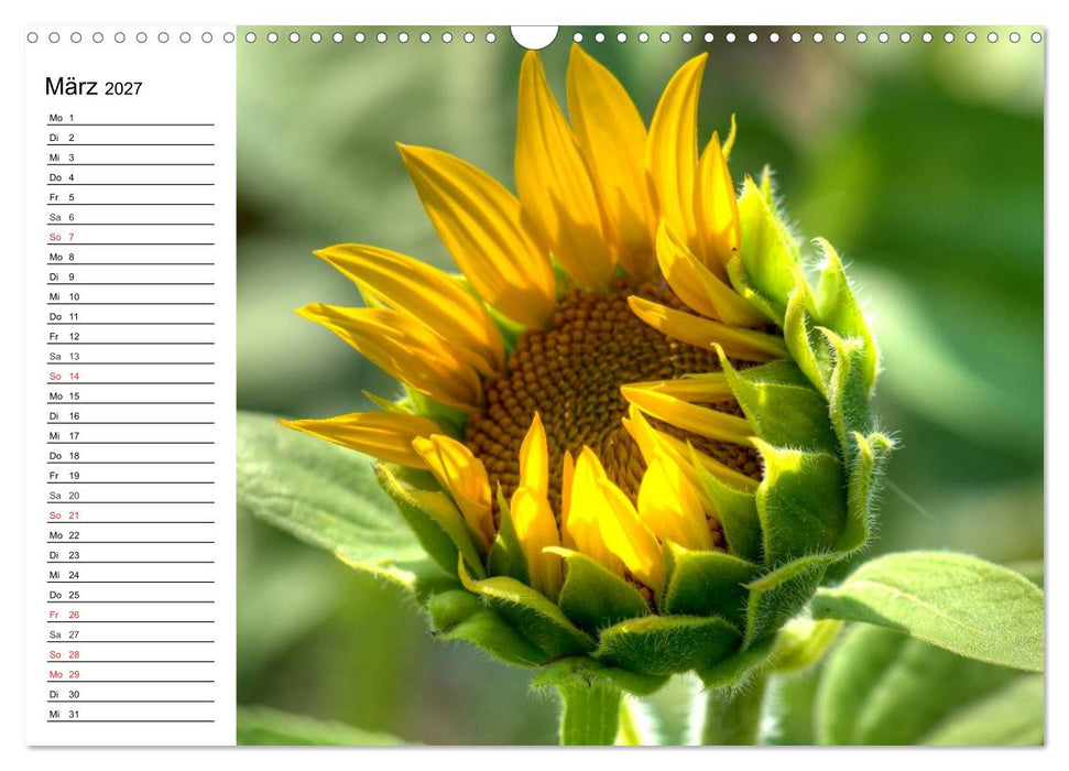 Sonnenblumenfelder (CALVENDO Wandkalender 2027)
