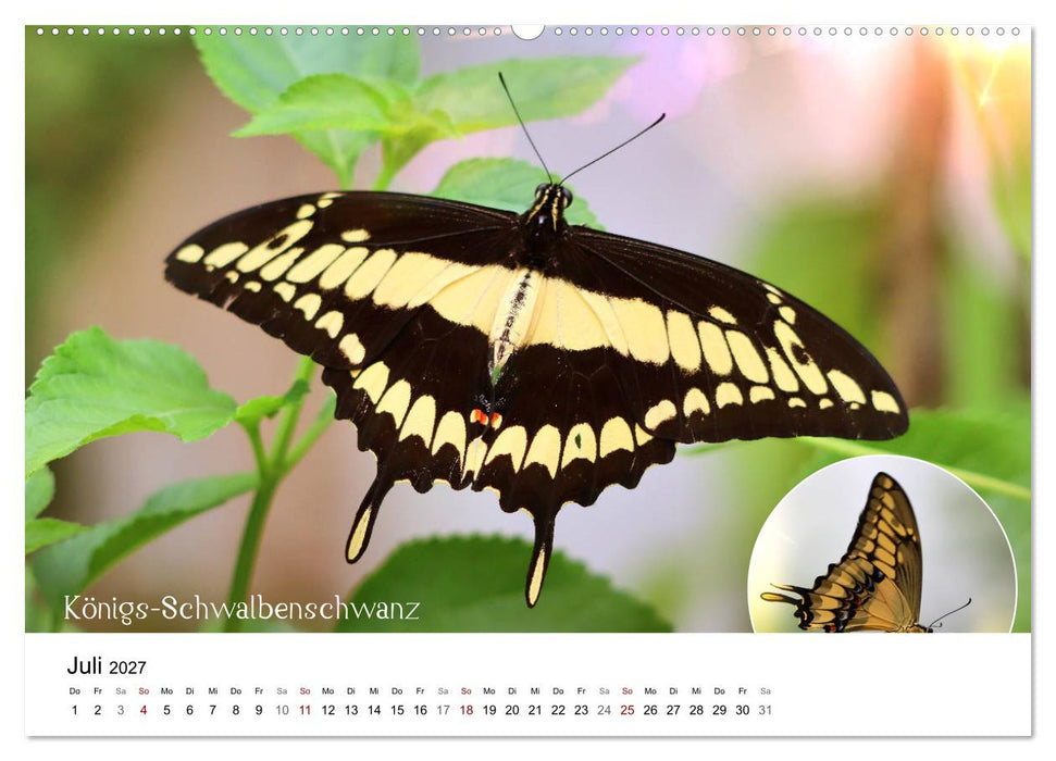 achja?! Schmetterlinge, exotisch, bunt und wunderschön (CALVENDO Premium Wandkalender 2027)