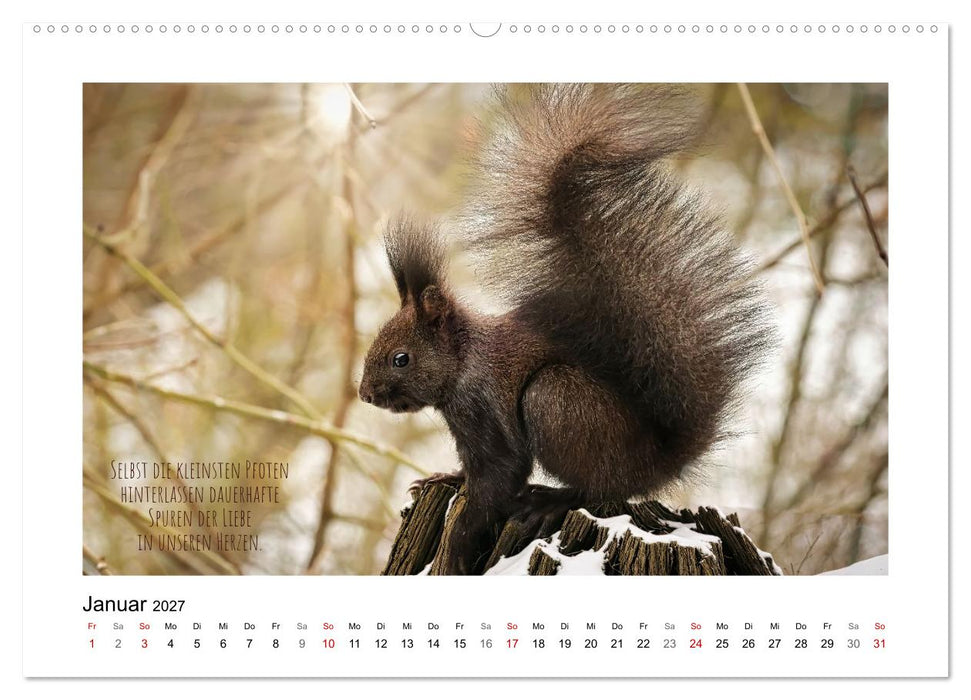 Eichhörnchen, Kobolde des Waldes (CALVENDO Premium Wandkalender 2027)
